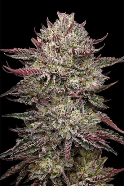 Chicken N\'Wafflez > Humboldt Seed Company | Feminized Cannabis   |  Indica